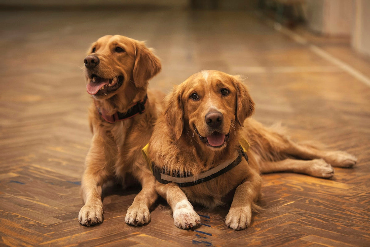 Zwei Golden Retriever liegen entspannt auf einem Holzboden